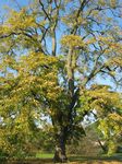 15431 Tree and autumn leaves.jpg